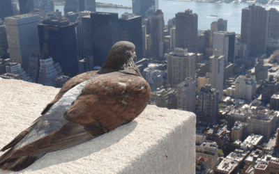 “Where are all the green roofs?”