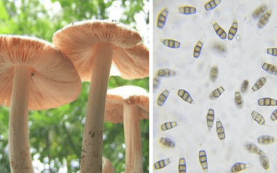 Plastic Munching Mushrooms