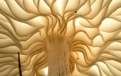 Nature Can Save the Earth!