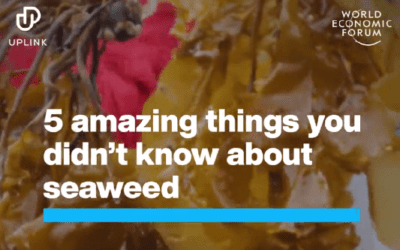 Seaweed Solutions
