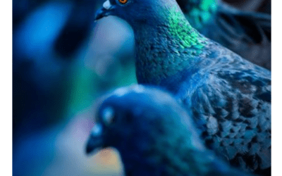 Three pigeons sat on a wall…
