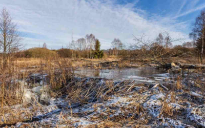 Beavers – Tree-gnawing Designers